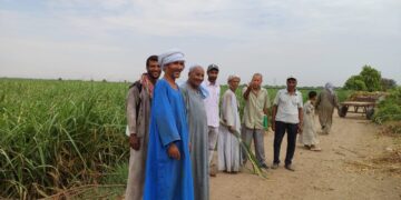 «زراعة أسوان »: 4 فرق إرشادية لمحصولي القصب والبلح..وتربية الارانب البلدى 6 زراعة أسوان تنظم 4 فرق إرشادية لمحصولي القصب والبلح