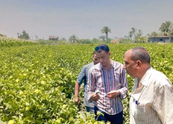 وكيل زراعة أسيوط يتابع المحاصيل الصيفية