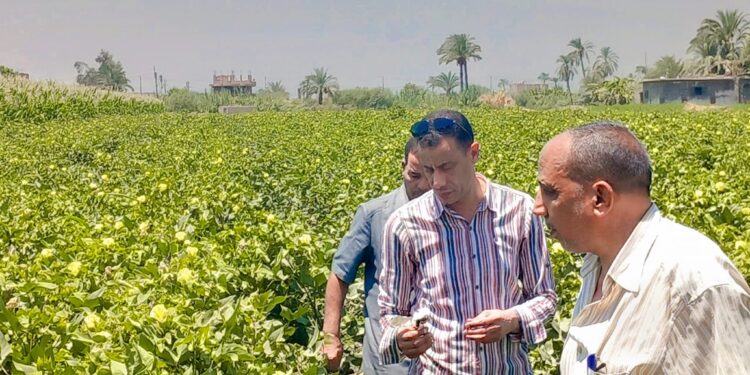 وكيل زراعة أسيوط يتابع المزرعة الإرشادية بالوادى الأسيوطى..والمحاصيل الصيفية بأسيوط 1 وكيل زراعة أسيوط يتابع المحاصيل الصيفية