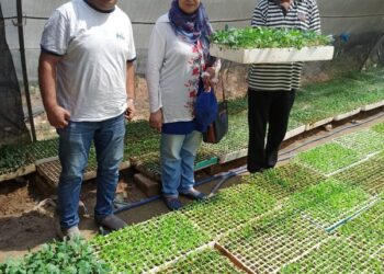 زراعة الإسكندرية تقوم بالمرور على مشاتل الخضر