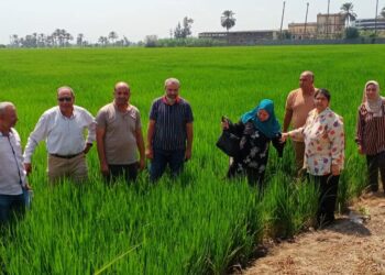 زراعة الدقهلية تعقد 5 ندوان إرشادية لمحصول الأرز والقطن