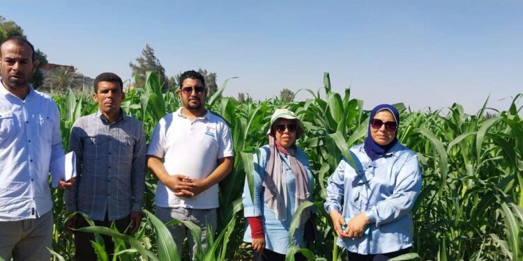 زراعة النوبارية تنفذ فريق إرشادي ريفي بإدارة العشرة آلاف فدان