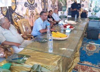 زراعة بني سويف تبدأ حصاد الذرة