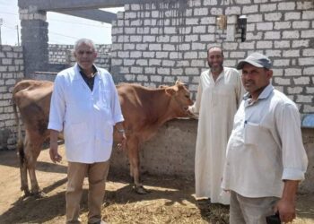 زراعة بورسعيد تقوم بتحصين الماشية