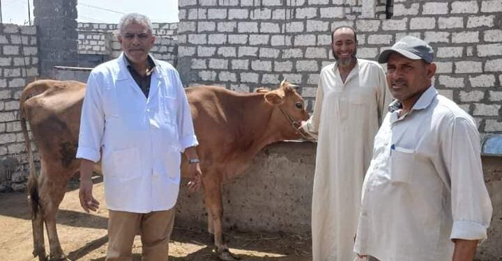 « زراعة بورسعيد»:تفتتح حصاد الأرز..و تتابع تحصين « الماشية» 1 زراعة بورسعيد تقوم بتحصين الماشية