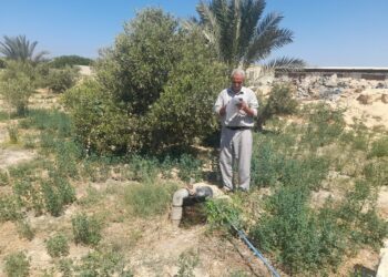 القطاع الزراعى برأس سدر يتابع الأعمال الزراعية بوديان زراعة جنوب سيناء