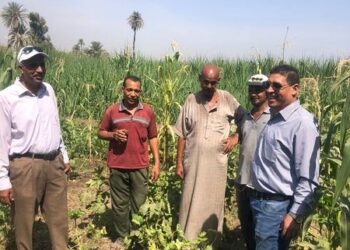 زراعة قنا زيارة حقلية لمحصولى  " قصب السكر والذرة الرفيعة" بإدارة فرشوط الزراعية