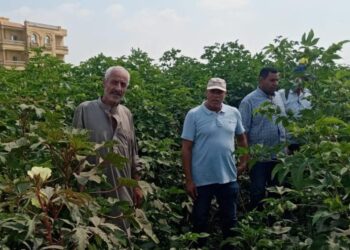 «زراعة كفر الشيخ »تعقد ندوة إرشادية لمحصول القطن