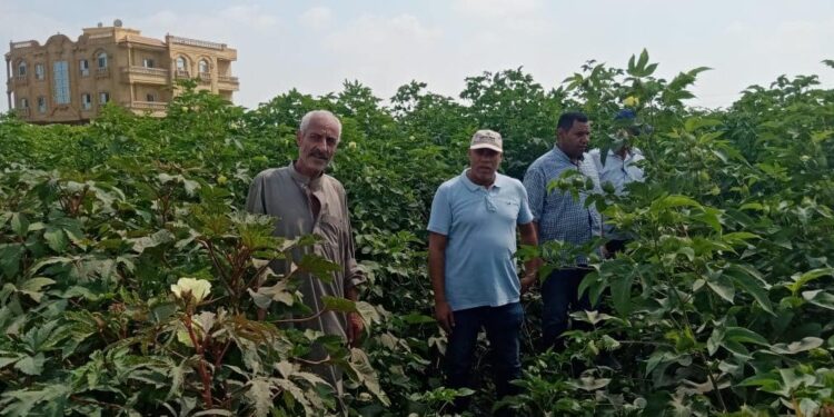 «زراعة كفر الشيخ »تعقد ندوة إرشادية لمحصول القطن