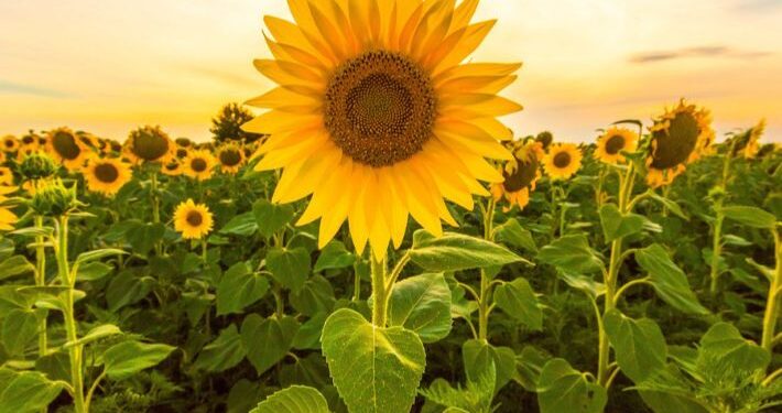 محصول دوار الشمس