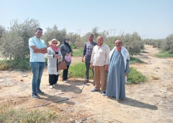 زيارة حقلية لمزارع الزيتون بقرية هوارة المقطع بزراعة الفيوم