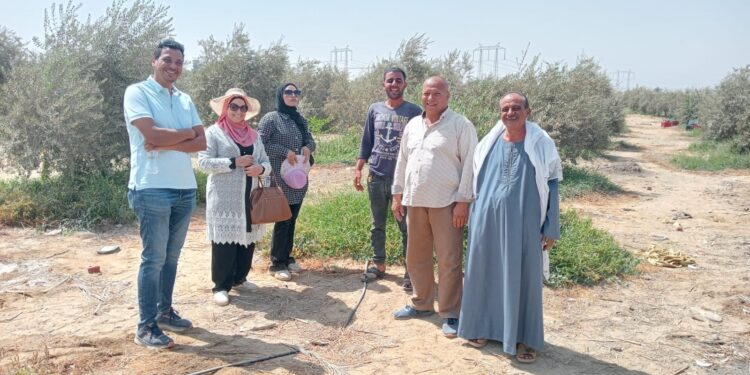 «زراعة الفيوم »:تزيل 23 حالة تعدي..وتنفذ ندوات إرشادية لمحصولي المانجو و الزيتون 1 زيارة حقلية لمزارع الزيتون بقرية هوارة المقطع بزراعة الفيوم