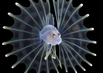 الأسماك السامة