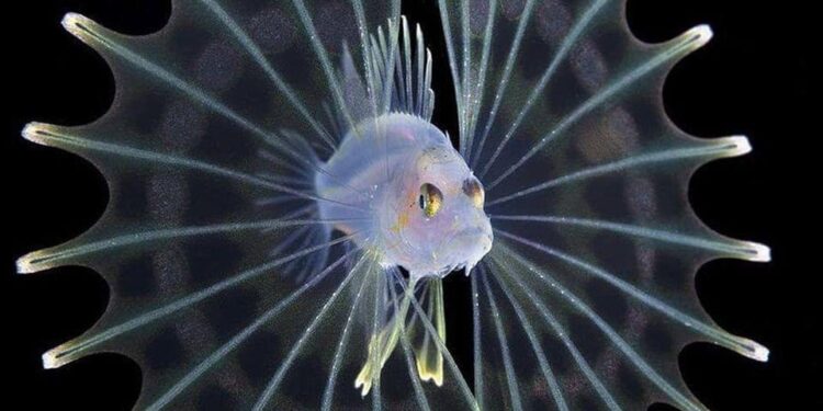 الأسماك السامة.. الإسعافات الأولية حال التعرض لـ"وخزة الأسد" 1 الأسماك السامة