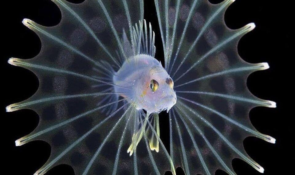 الأسماك السامة