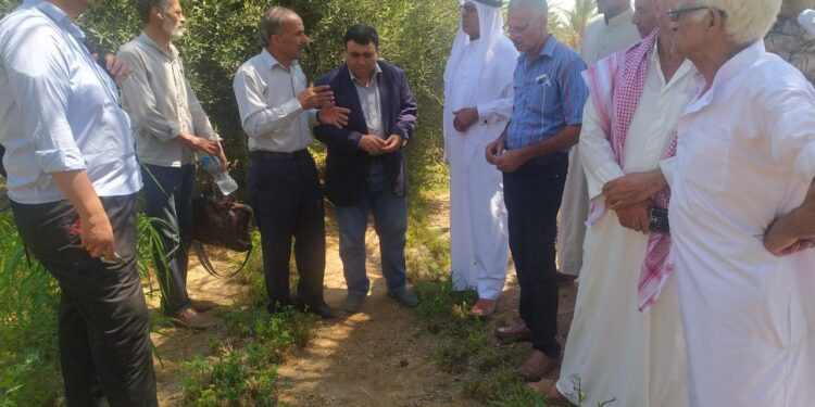 فريق إرشادي لمحصول الزيتون بزراعة شمال سيناء