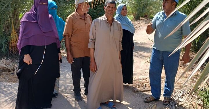 زراعة جنوب سيناء تكافح سوسة النخيل بطور سيناء 1 فريق إرشادي ريفي بزراعة جنوب سيناء