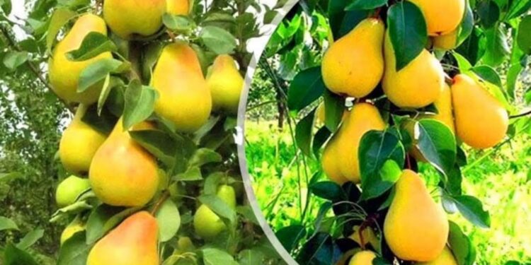 أهم التوصيات الفنية لمحاصيل الفاكهة متساقطة الأوراق خلال شهر أغسطس 1 محاصيل الفاكهة متساقطة الأوراق