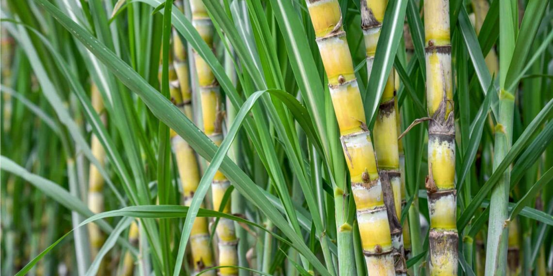 محصول قصب السكر