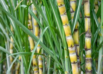 محصول قصب السكر