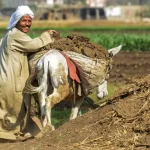 تدعم الفلاح المصري بمليارات سنويا..د. خالد جاد : 4 محاور رئيسية لوزارة الزراعة لدعم المزارعين 13 دعم الفلاح