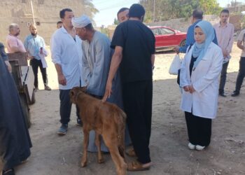 الصحة الحيوانية يفحص اكثر من 1000 راس ماشية في قوافل بيطرية في 3 محافظات