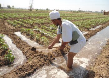 10 توصيات لمزارعي القطن للتعامل مع الموجة الحارة خلال شهري سبتمبر وأكتوبر