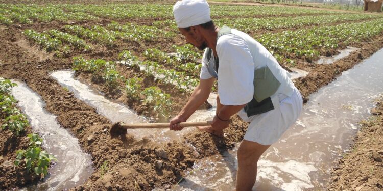 10 توصيات لمزارعي القطن للتعامل مع الموجة الحارة خلال شهري سبتمبر وأكتوبر 1 10 توصيات لمزارعي القطن للتعامل مع الموجة الحارة خلال شهري سبتمبر وأكتوبر