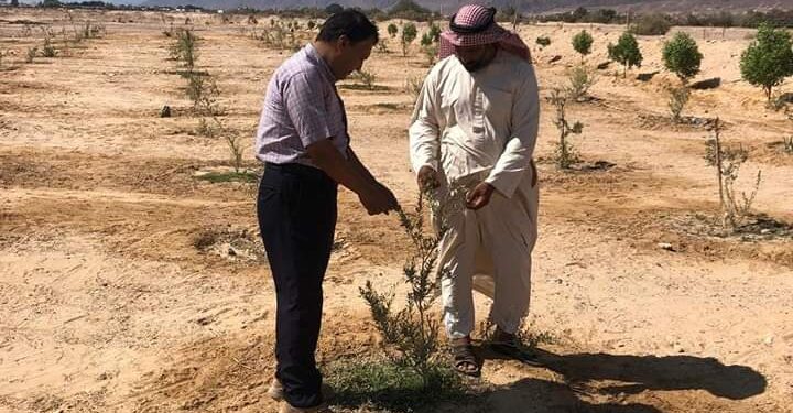 «زراعة جنوب سيناء» تتابع السجلات بجمعية وادى الطور .. وزراعات الزيتون بنويبع 1 زراعة جنوب سيناء