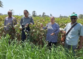 زراعة بني سويف