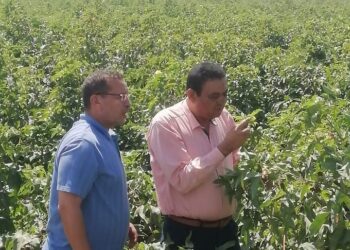 زراعة كفر الشيخ