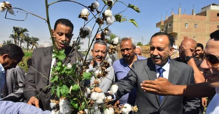 «زراعة أسيوط» تبدأ استلام الأقطان من المزارعين الإثنين القادم 1 زراعة أسيوط