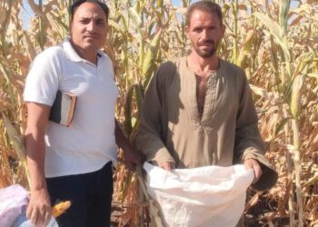 زراعة بني سويف