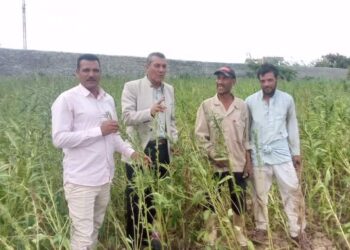 زراعة مطروح