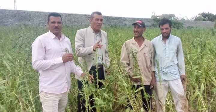 زراعة مطروح تنفذ 3 ندوات إرشادية لمحاصيل الطماطم والنخيل والسمسم 1 زراعة مطروح