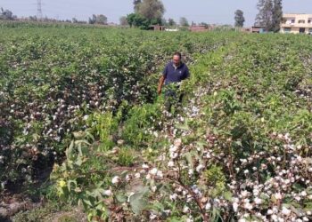 قامت مديرية زراعة الغربية ، بتشكيل لجنة للمرور على جمعية الحداد و قرانشو بزمام إدارة بسيون الزراعية، وتم مراجعة أعمال التشريعات والحيازة بالجمعيات ، و أعمال حماية الأراضى بالجمعية وتم عمل "جاشنى" على عملية صرف الأسمدة ومطابقة صرف الأسمدة بالحصر الورقى ومطابقتة بالحصر المسجل على المنظومة والحصر على الطبيعة ، وتم جرد المخازن والخزينة ومطابقة رصيد ٤٤ مخازن بالرصيد المنصرف للجمعية الزراعية بالمنظومة . وقامت اللجنة بالمرور علي الزراعات القائمة ، ومتابعة أعمال التطهير للمروى والمساقى والمصارف. وشددت اللجنة ،على التصدي للحرق المكشوف للمخلفات الزراعية من قش الأرز والسمسم ، مطالبة بتحرير المحاضر للمخالفين والتواجد الميداني الدائم بالحقول لرصد اي نقاط حرق ومن جهة أخرى، قامت لجنة متابعة حماية الأراضى بعمل إزالة كلية لمزرعة بمساحة ١٥٠م٢ بجمعية برما مركز طنطا ، وتم إتخاذ الإجراءات القانونية اللازمة . ويأتي ذلك تنفيذا لتعليمات علاء فاروق وزير الزراعة واستصلاح الأراضي، و اللواء محافظ الغربية أشرف الجندى . زراعة الغربية