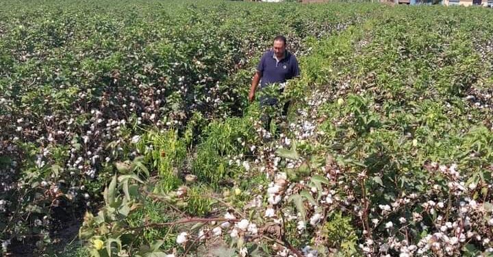 «زراعة الغربية»: توجه الجمعيات الزراعية بالتصدى لظاهرة حرق المخلفات الزراعية 1 قامت مديرية زراعة الغربية ، بتشكيل لجنة للمرور على جمعية الحداد و قرانشو بزمام إدارة بسيون الزراعية، وتم مراجعة أعمال التشريعات والحيازة بالجمعيات ، و أعمال حماية الأراضى بالجمعية وتم عمل "جاشنى" على عملية صرف الأسمدة ومطابقة صرف الأسمدة بالحصر الورقى ومطابقتة بالحصر المسجل على المنظومة والحصر على الطبيعة ، وتم جرد المخازن والخزينة ومطابقة رصيد ٤٤ مخازن بالرصيد المنصرف للجمعية الزراعية بالمنظومة . وقامت اللجنة بالمرور علي الزراعات القائمة ، ومتابعة أعمال التطهير للمروى والمساقى والمصارف. وشددت اللجنة ،على التصدي للحرق المكشوف للمخلفات الزراعية من قش الأرز والسمسم ، مطالبة بتحرير المحاضر للمخالفين والتواجد الميداني الدائم بالحقول لرصد اي نقاط حرق ومن جهة أخرى، قامت لجنة متابعة حماية الأراضى بعمل إزالة كلية لمزرعة بمساحة ١٥٠م٢ بجمعية برما مركز طنطا ، وتم إتخاذ الإجراءات القانونية اللازمة . ويأتي ذلك تنفيذا لتعليمات علاء فاروق وزير الزراعة واستصلاح الأراضي، و اللواء محافظ الغربية أشرف الجندى . زراعة الغربية