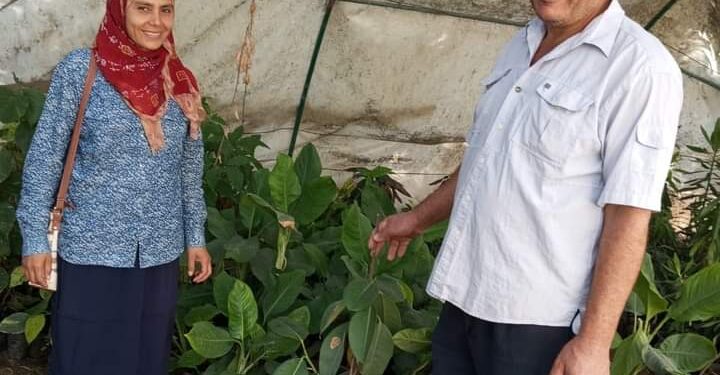 «زراعة الإسكندرية»: توجه بالاهتمام بزراعات الصوب .. وتشارك بتشجير مركز البصرة 1 زراعة الإسكندرية