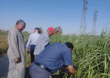 زراعة سوهاج