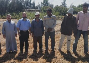 زراعة بورسعيد