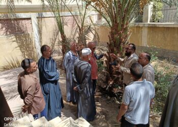 المركزي للنخيل