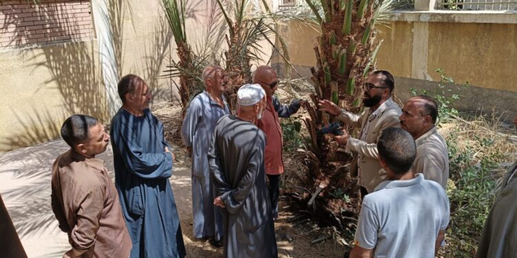 المركزي للنخيل بالمنيا ينظم محاضرة إرشادية عن الأصناف الاقتصادية من نخيل البرحي والمجدول 1 المركزي للنخيل