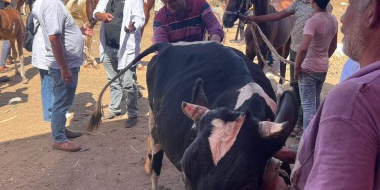 "بحوث الصحة الحيوانية" ينفذ قوافل بيطرية وإرشادية في 9 محافظات 1 “بحوث الصحة الحيوانية” ينفذ قوافل بيطرية وإرشادية في 9 محافظات