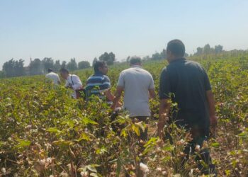 أمراض النباتات