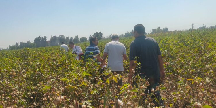 أمراض النباتات