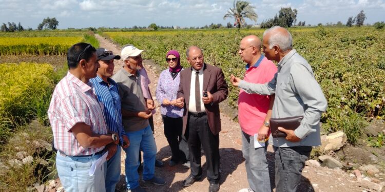 «زراعة البحيرة» ترصد حالة المحاصيل الصيفية بالحقول الإرشادية 1 زراعة البحيرة