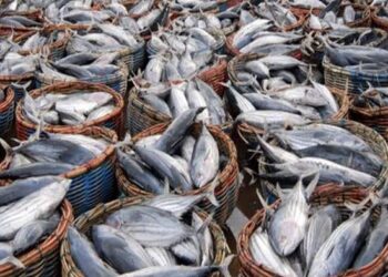 الثروة السمكية