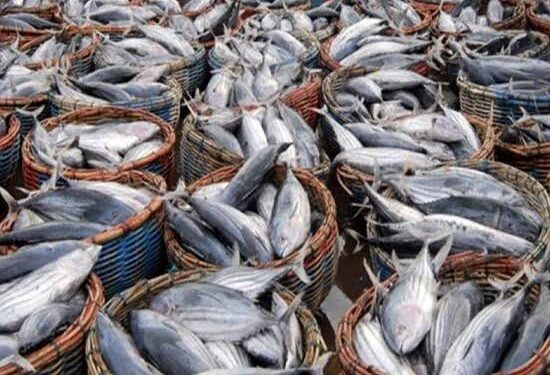 د. صلاح مصيلحي يوضح حقيقة تأثير الطيور المهاجرة على الثروة السمكية 1 الثروة السمكية