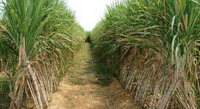 المحاصيل السكرية