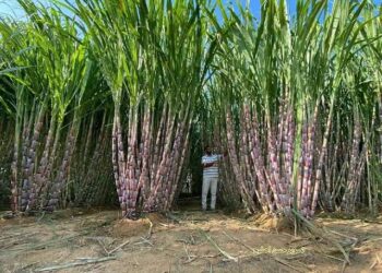 المحاصيل السكرية